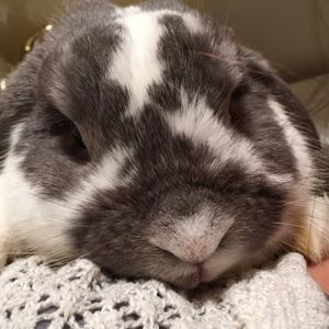 Meet your Posher, Sofia